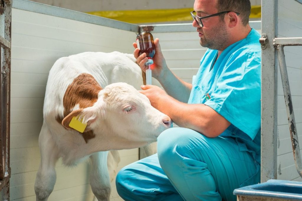Natūralūs antibiotikai: kaip sėkmingai integruoti į savo ūkį?