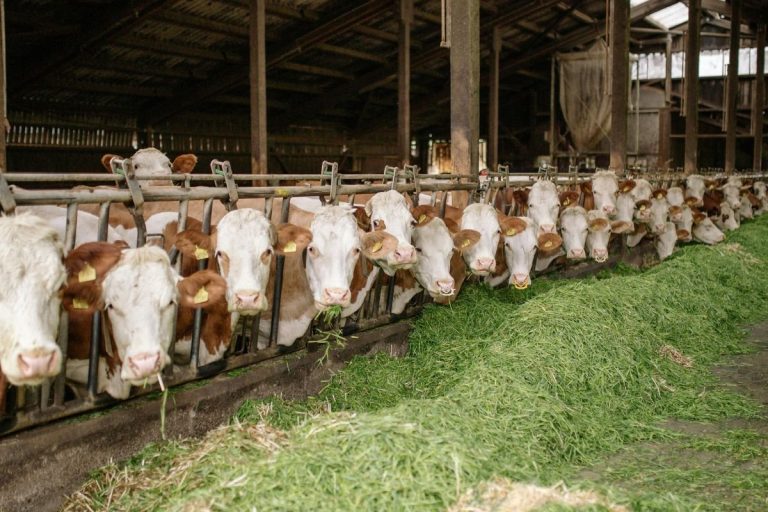 Natūralūs antibiotikai gyvulininkystėje: vaistažolės ir probiotikai kaip ateities alternatyva
