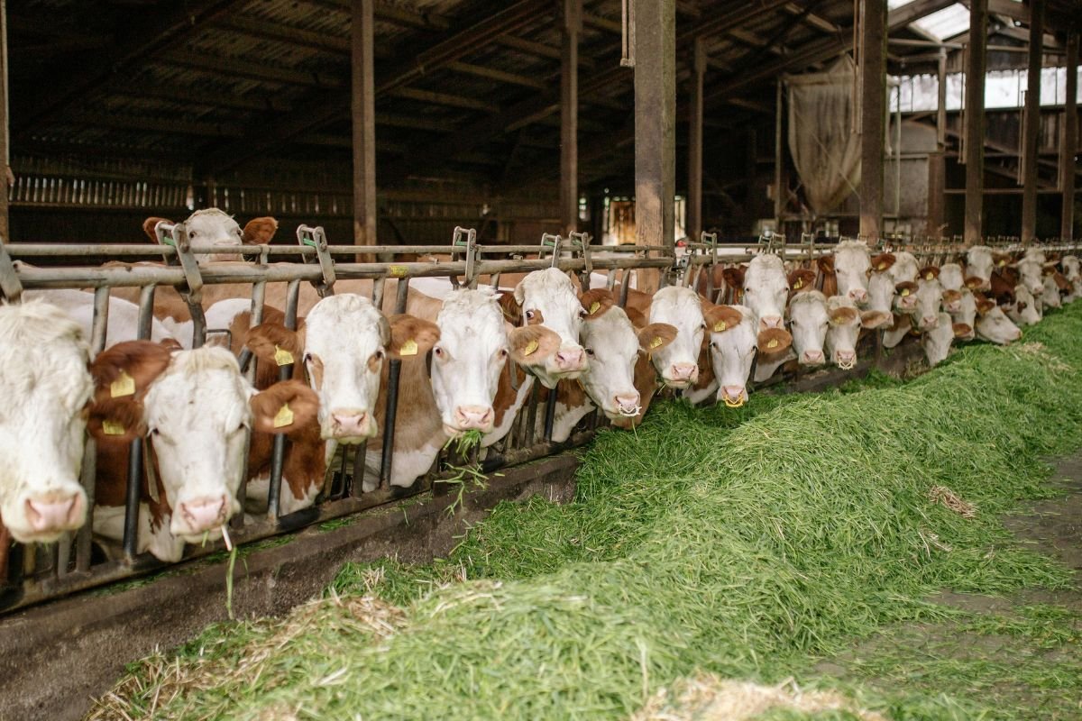 Natūralūs antibiotikai gyvulininkystėje: vaistažolės ir probiotikai kaip ateities alternatyva