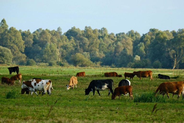 Ganyklų atnaujinimas: kaip pasirinkti žolių mišinius intensyviam ganymui?