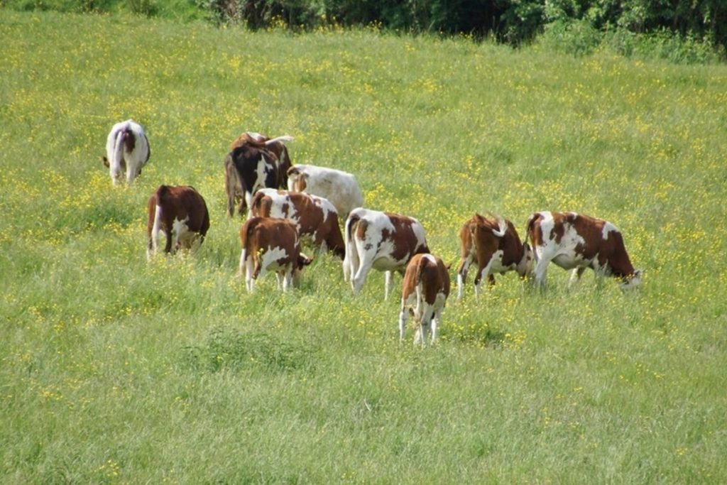 Biologinis ganyklos nuovargis ir jo priežastys