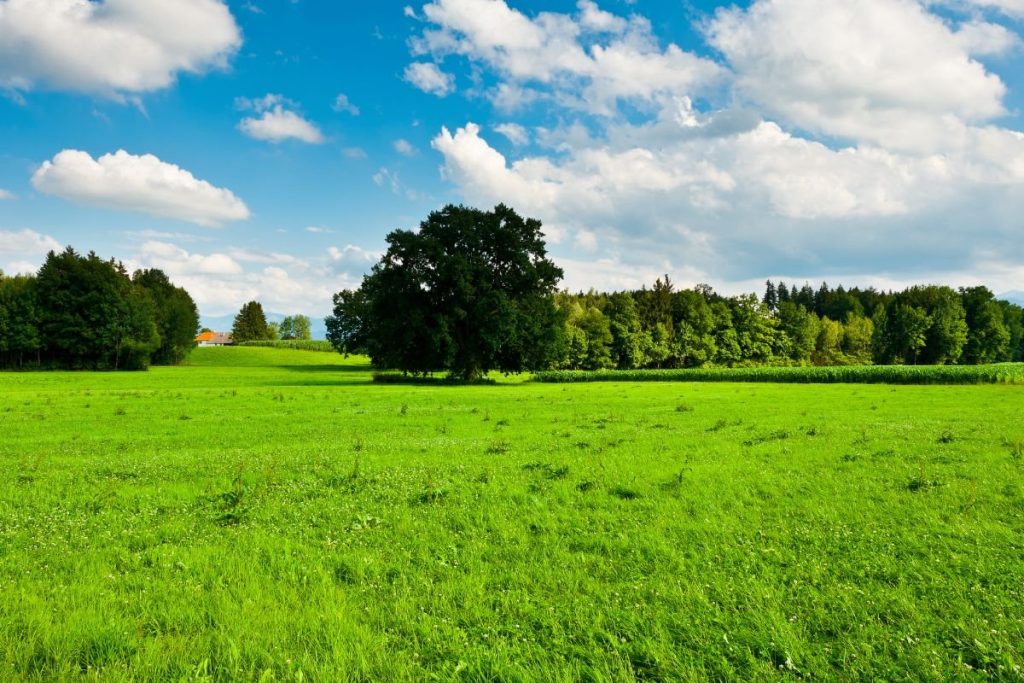 Ganyklų atnaujinimas: pirmasis sezonas – kritinis