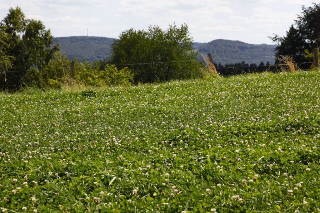 Baltieji dobilai ir pievų miglės – stabilumo garantas