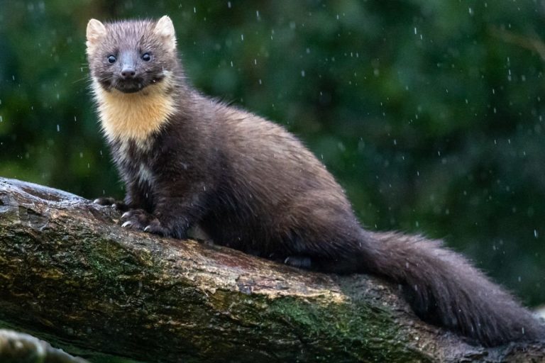 Vištų apsauga nuo kiaunių: kaip sukurti neįveikiamą tvirtovę savo paukščiams?