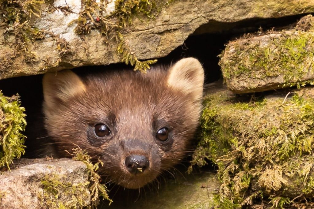 Kodėl kiaunės yra tokios pavojingos?
