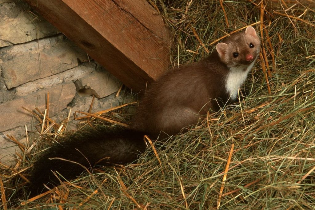 Kaimiškos gudrybės: ar jos vis dar veikia?