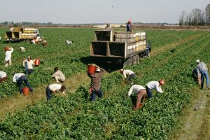 Darbuotojų paieška sezoniniams darbams: teisiniai saugikliai ir efektyvūs motyvavimo būdai
