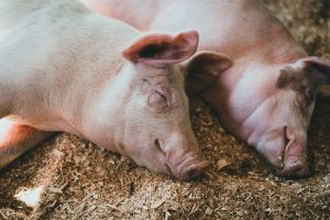 Afrikinis kiaulių maras: kaip biologinis saugumas apsaugo ūkį nuo grėsmės?