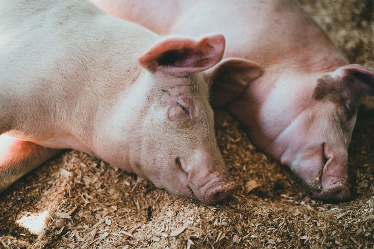 Afrikinis kiaulių maras: kaip biologinis saugumas apsaugo ūkį nuo grėsmės?