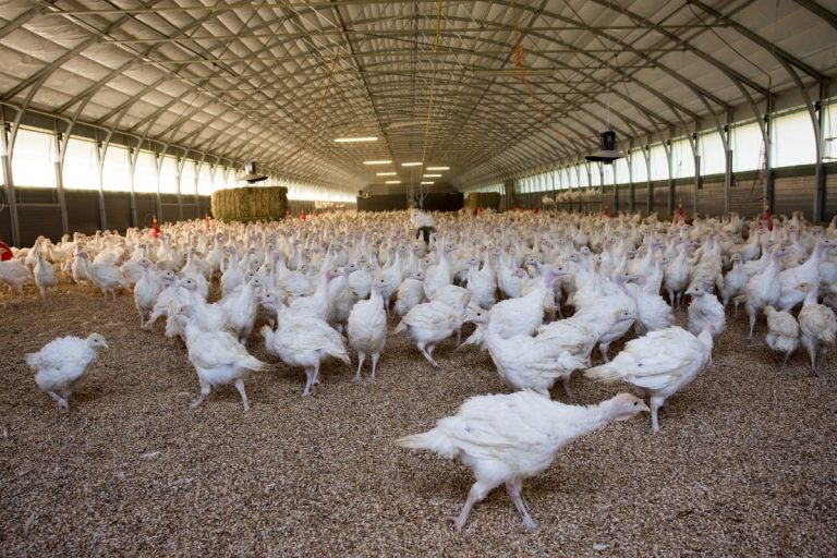 Kalakutų auginimas: kodėl šie paukščiai vadinami „lepiausiais“ ir kaip suvaldyti rizikas?
