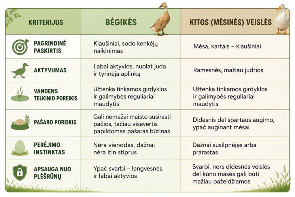 Bėgikių ir kitų ančių veislių priežiūros palyginimas (lentelė)