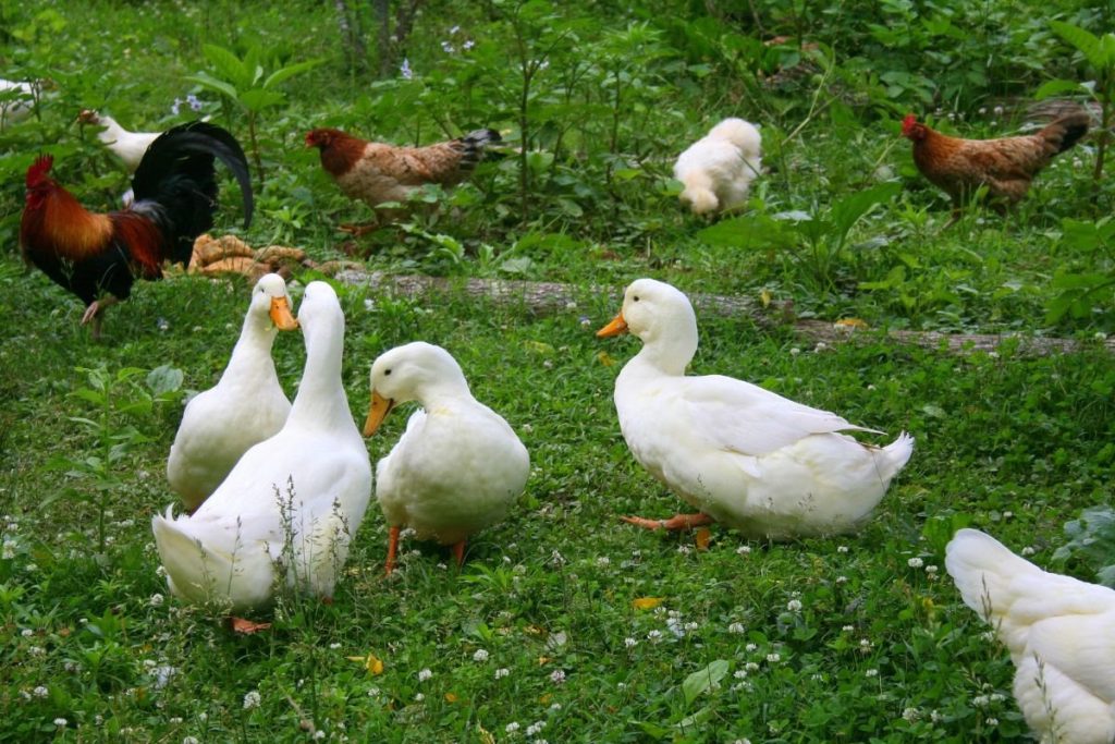Sveikata ir dažniausios rizikos