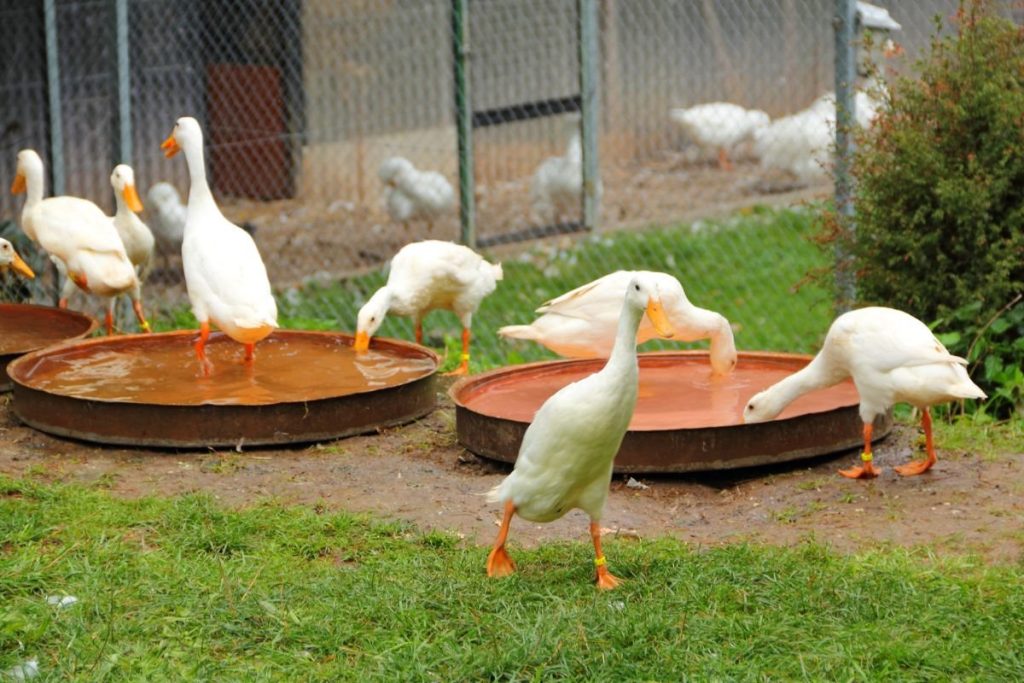 Ančių auginimas: aptvaras, patalpa ir vandens telkinys