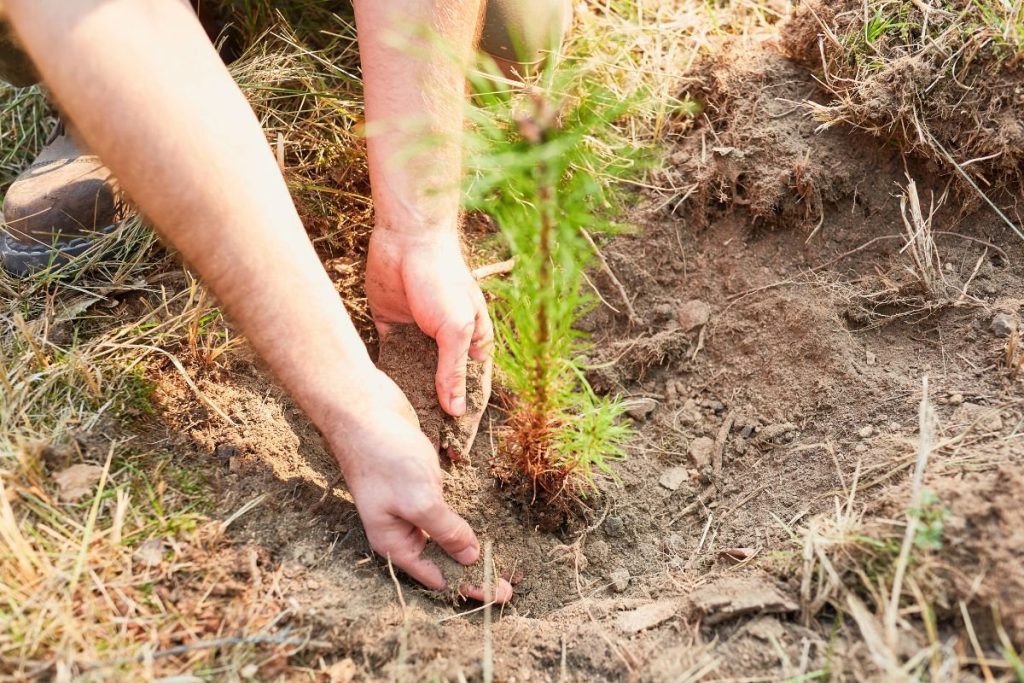 Miško sodinimas: medžių rūšių parinkimas ir miškingumo projektai