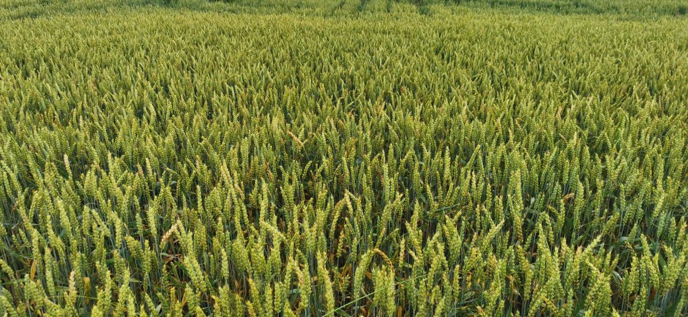 IMG_20260709_094510.thumb.jpg.511783cbfe45c8cc57155841c8c8696b.jpg